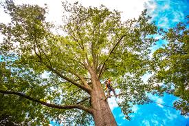 Best Tree Maintenance Programs  in Brock Hall, MD