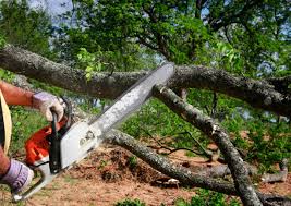 Best Tree and Shrub Care  in Brock Hall, MD