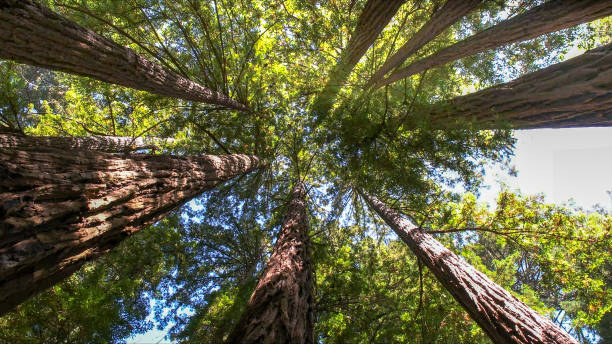 Best Tree Cabling and Bracing  in Brock Hall, MD