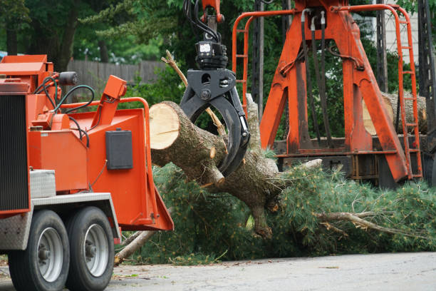 Best Commercial Tree Services  in Brock Hall, MD