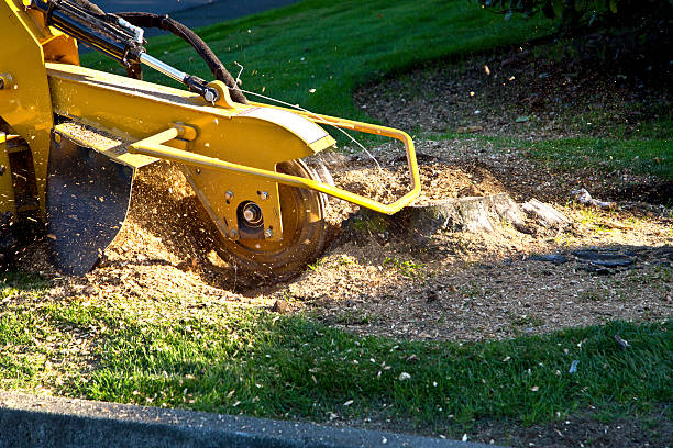 Best Lawn Watering Services  in Brock Hall, MD
