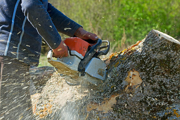 Brock Hall, MD Tree Removal Company